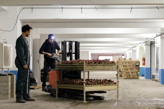 La Caverne : une "ferme" à champignons et endives installée dans un ancien garage souterrain à Paris (photo D.R.).