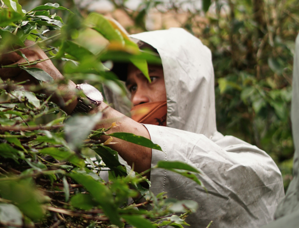Ouvrier agricole indonésien récoltant du café (photo Marsela Christina/Unsplash).