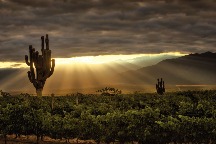Le domaine de Bodega Etchart en Argentine (photo D.R.).