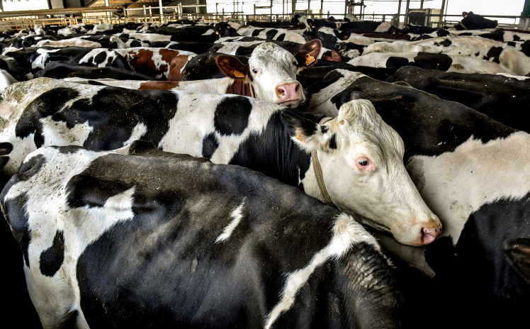 Elevage bovin intensif dans le Nord-Est de la France (photo Philippe Huguen/AFP).