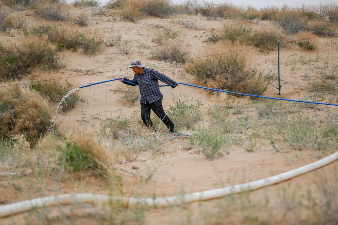Un ouvrier arrose des jeunes plants de saxaoul dans le désert chinois d'Ulan Buh, en Mongolie-Intérieure. Le district de Dengkou a efficacement favorisé la gestion écologique du désert en créant des ceintures brise-vent et fixatrices de sable et en plantant des espèces résistantes à la sécheresse et capables de fixer le sable (photo Li Zhipeng/Xinhua/AFP).