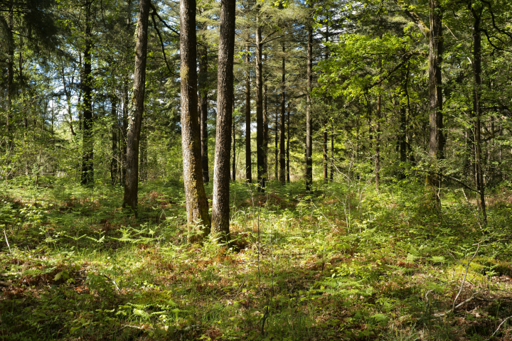 Forêt (Photo by Mathieu Thomasset / Hans Lucas / Hans Lucas via AFP)