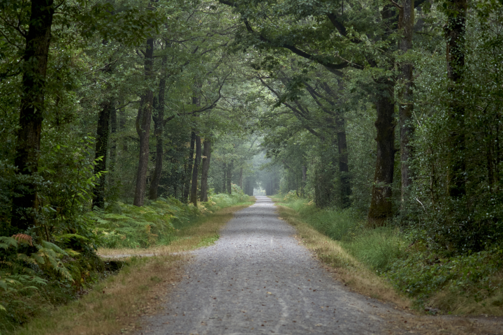 Forêt française. Photo by Mathieu Thomasset / Hans Lucas via AFP