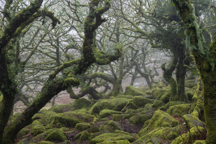 Dartmoor National Park (©Nick Hannes/PANOS-REA)