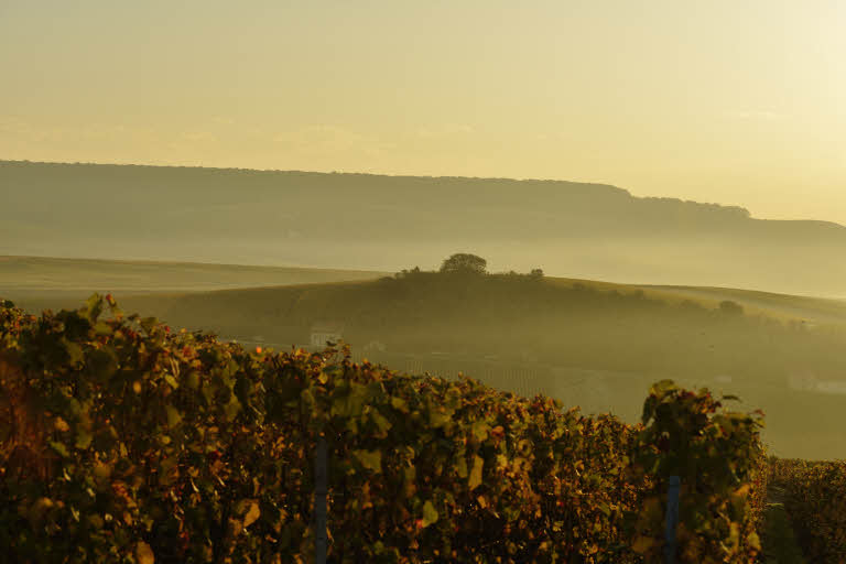 Champagne - vignes