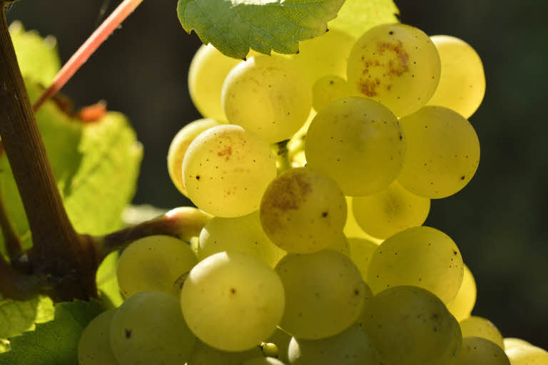 Vignes - illustration