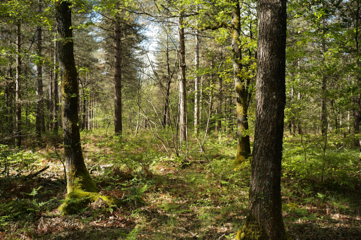 Forêt (©Photo by Mathieu Thomasset / Hans Lucas / Hans Lucas via AFP)