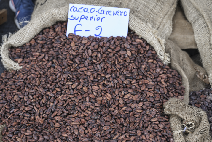 Graines de cacao. Photo by Yuri CORTEZ / AFP