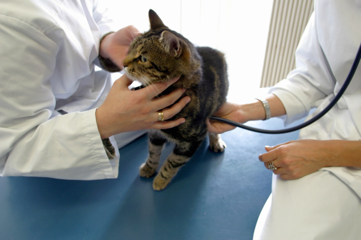 Puce Virbac d'identification des animaux de compagnie placée sur un chat - Frederic MAIGROT/REA