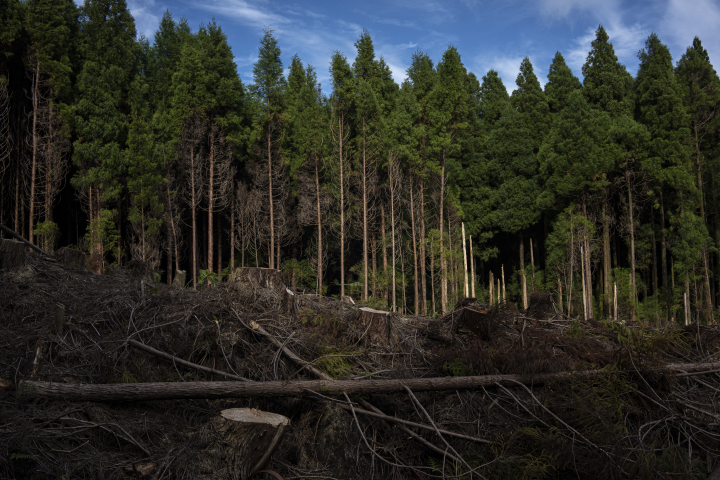 Forêt (©Philipp Spalek/LAIF-REA)