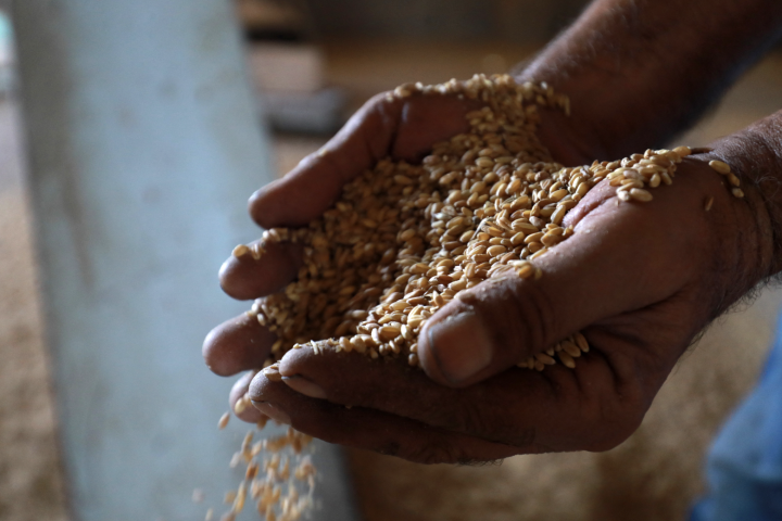 Grains de blé. Delil SOULEIMAN / AFP