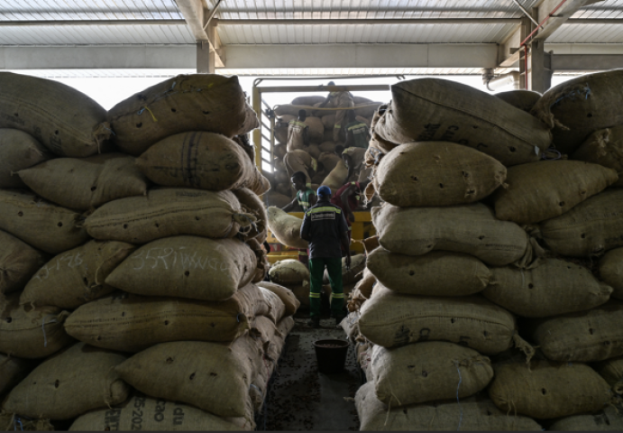 Cacao. Photo par SIA KAMBOU / AFP